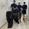 Cães da Guarda Municipal de Santos visitam a Santa Casa